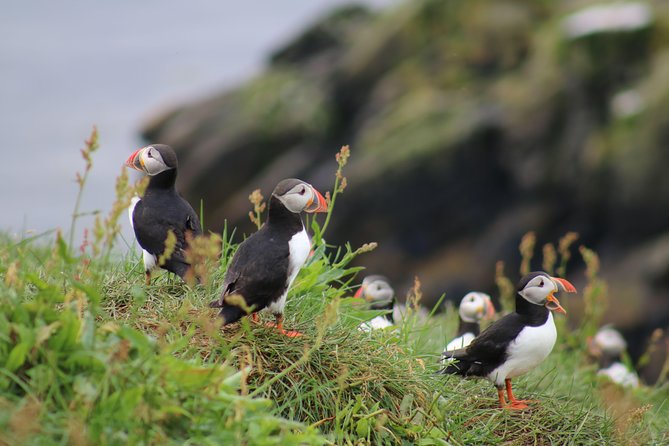 Classic Puffin Watching Cruise from Downtown Reykjavík - What makes this puffin cruise worth your time