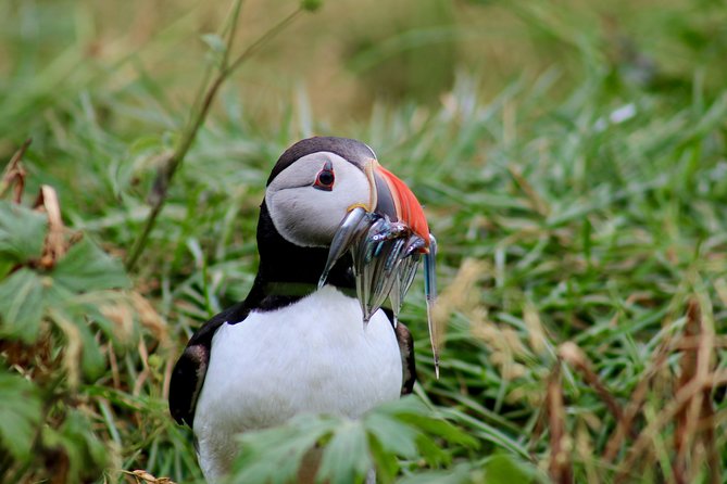 Classic Puffin Watching Cruise from Downtown Reykjavík - Leaving Reykjavík from the Old Harbour