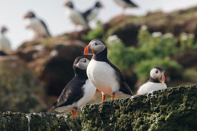 Classic Puffin Watching Cruise from Downtown Reykjavík - Puffins, seabirds, and the value of a live guide