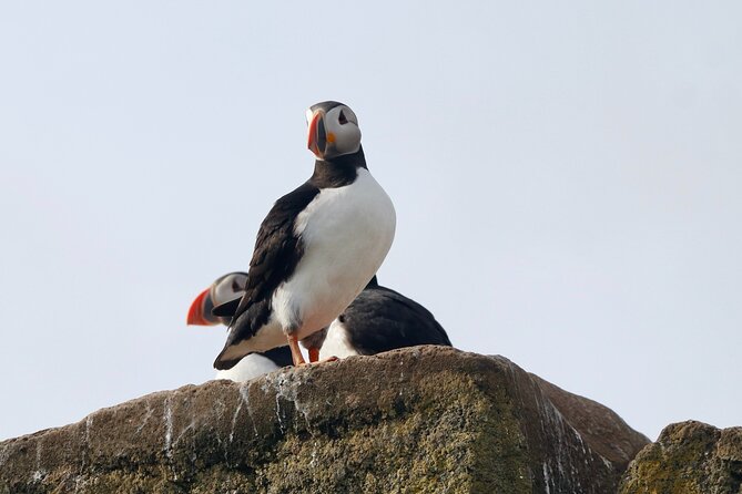 Classic Puffin Watching Cruise from Downtown Reykjavík - Weather, motion, and the best time to go