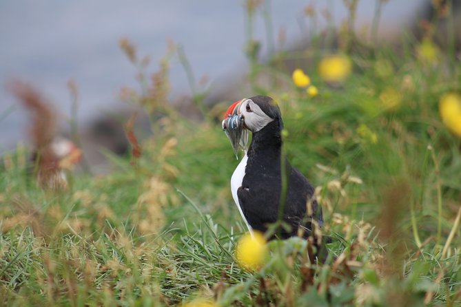 Classic Puffin Watching Cruise from Downtown Reykjavík - How the one-hour schedule works