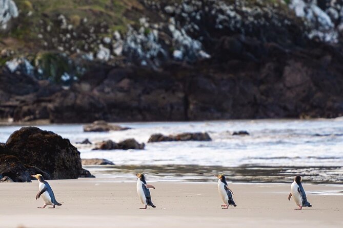 Clearwater Private Penguin & Wildlife Tour from Port Otago (5hrs) - Cape Saunders gives this tour its edge