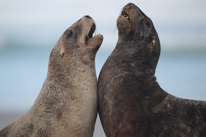 Clearwater Private Penguin & Wildlife Tour from Port Otago (5hrs) - The ride from Port Chalmers to the peninsula