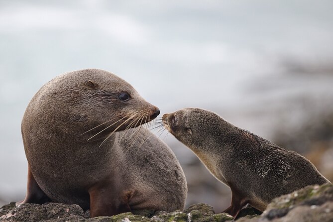 Clearwater Private Penguin & Wildlife Tour from Port Otago (5hrs) - What you may see, and what you should expect
