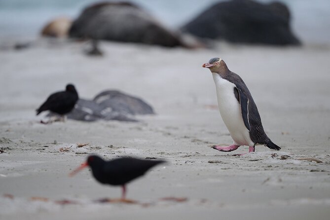 Clearwater Private Penguin & Wildlife Tour from Port Otago (5hrs) - Rachel’s guiding and the value of local knowledge