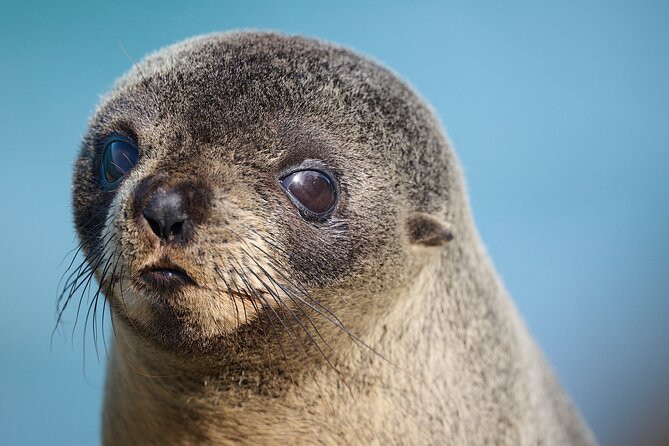 Clearwater Private Penguin & Wildlife Tour from Port Otago (5hrs) - The gear is more important than it sounds