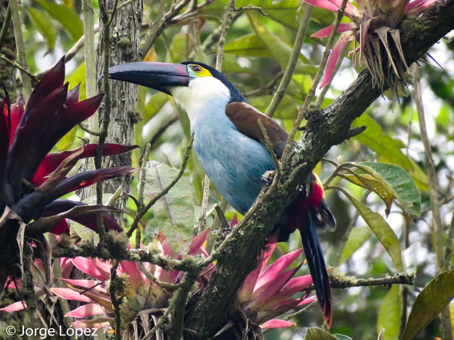 Cocora Valley: Route of the Hummingbirds + breakfast & lunch - Key points to know before you book