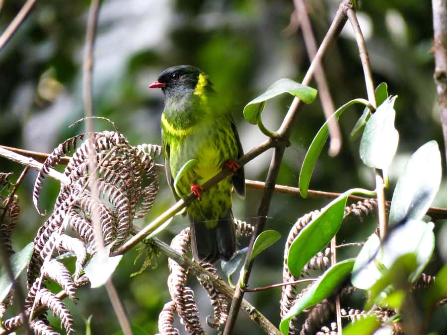 Cocora Valley: Route of the Hummingbirds + breakfast & lunch - Why this Cocora Valley walk feels different