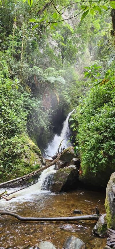 Cocora Valley: Route of the Hummingbirds + breakfast & lunch