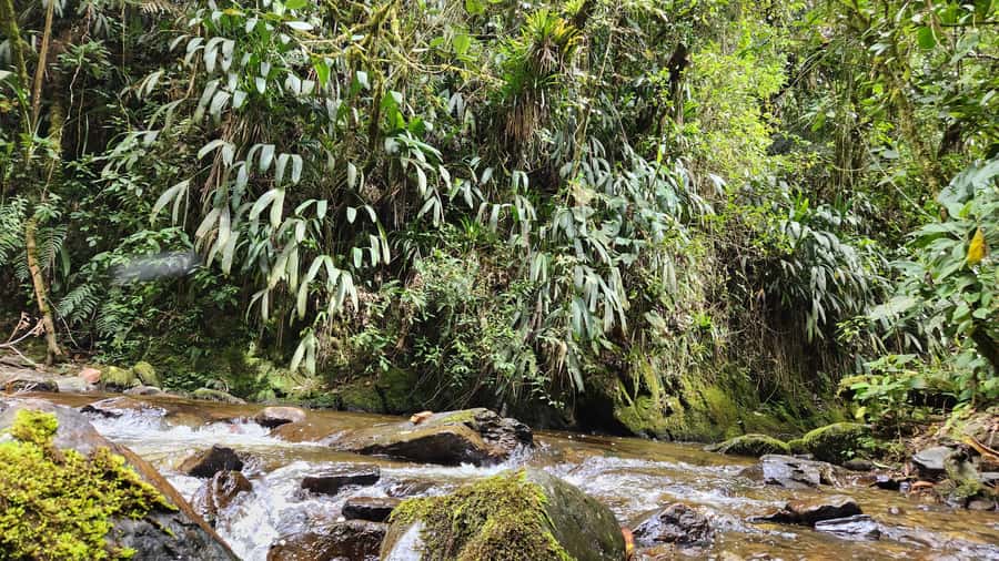 Cocora Valley: Route of the Hummingbirds + breakfast & lunch - Climbing toward Morrogacho and the valley views