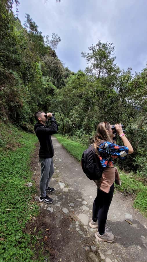 Cocora Valley: Route of the Hummingbirds + breakfast & lunch - The 4.5-kilometer descent through wax palms