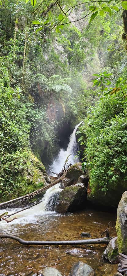 Cocora Valley: Route of the Hummingbirds + breakfast & lunch - Breakfast in Salento and the ride to the valley
