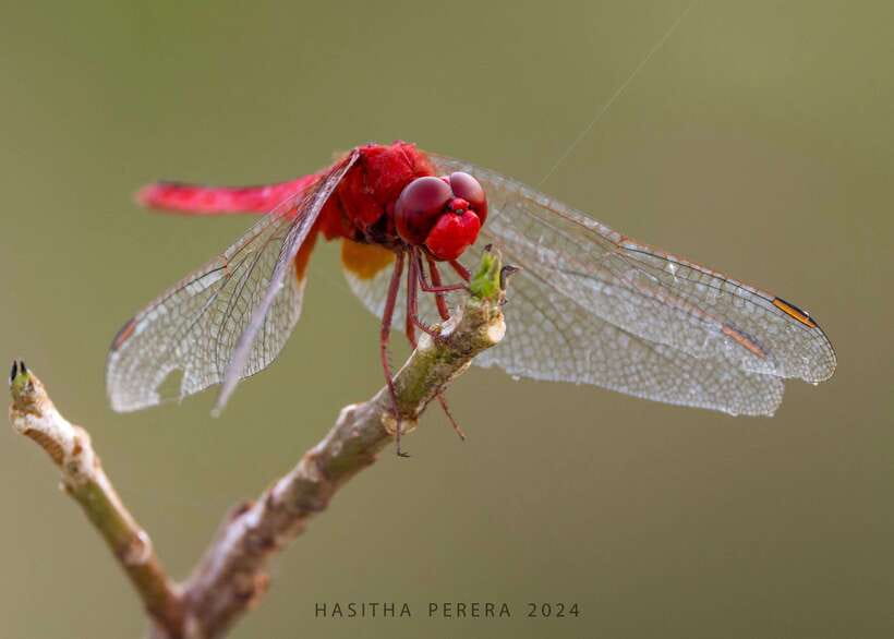 Colombo: Bird watching around Colombo-Guided Tour - 06 hours - Why Colombo is a useful birding base