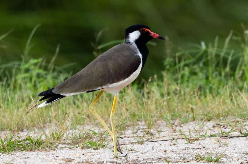 Colombo: Bird watching around Colombo-Guided Tour - 06 hours - First stop: wetlands and lakes