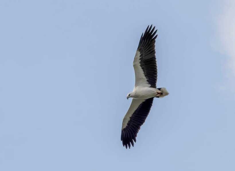 Colombo: Bird watching around Colombo-Guided Tour - 06 hours - Third stop: a small forest patch