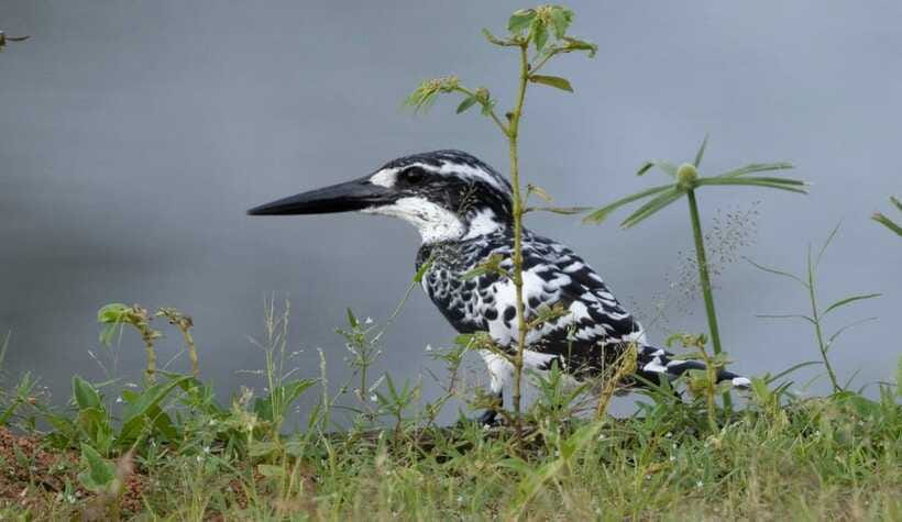 Colombo: Bird watching around Colombo-Guided Tour - 06 hours - How good is the chance of seeing 50 species?