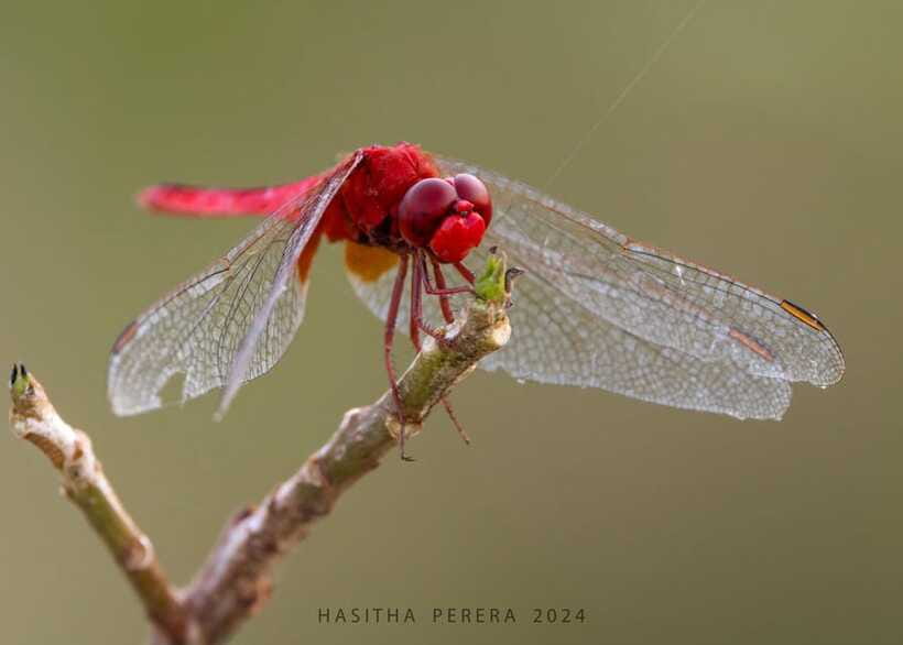 Colombo: Bird watching around Colombo-Guided Tour - 06 hours - The value of a private six-hour outing