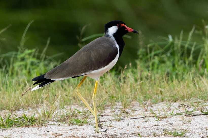 Colombo: Bird watching around Colombo-Guided Tour - 06 hours - Who should book this experience?