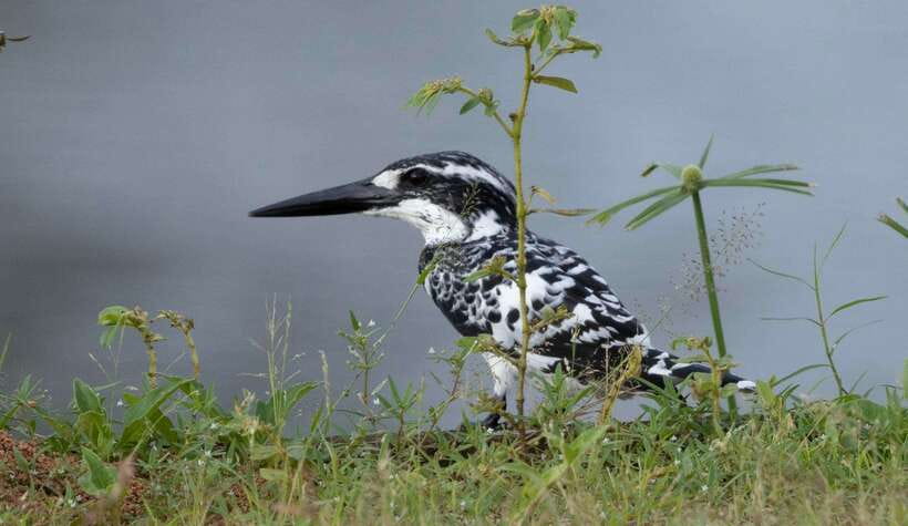 Colombo: Bird watching around Colombo-Guided Tour - 06 hours - Starting early with Hasitha