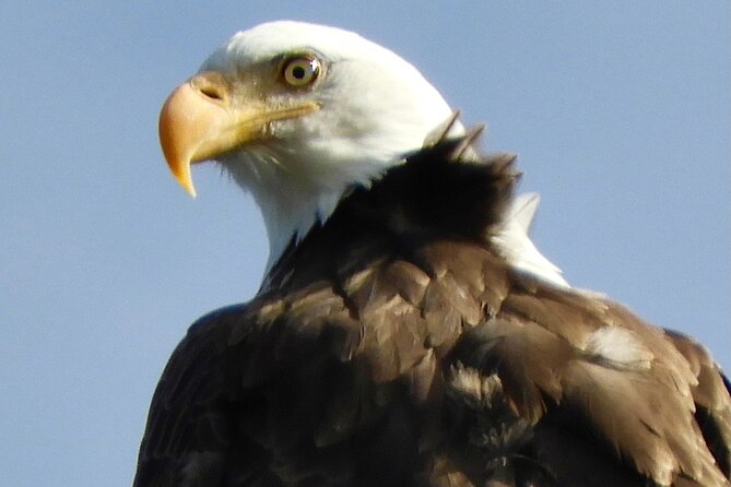 Colorado's Birds of Prey Full-Day with Lunch - Key points at a glance