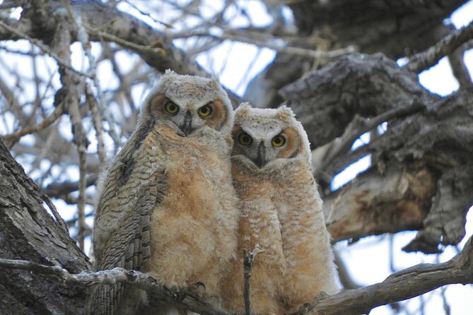 Colorado's Birds of Prey Full-Day with Lunch - A private day built around raptors