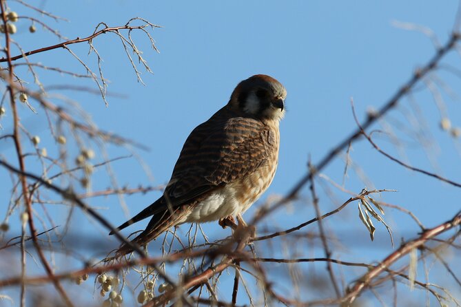 Colorado's Birds of Prey Full-Day with Lunch - Lunch, snacks, and the practical rhythm of the day