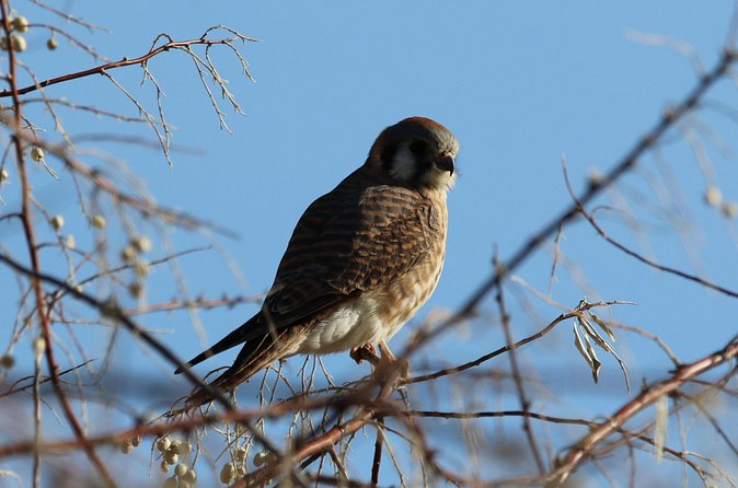 Colorado's Birds of Prey Full-Day with Lunch - Weather and the realities of outdoor birding