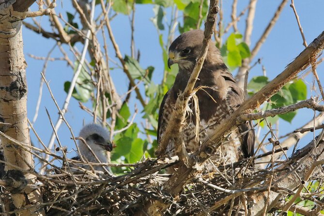 Colorado's Birds of Prey Full-Day with Lunch - Who will get the most from this outing