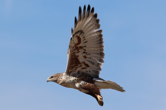 Colorado's Birds of Prey Full-Day with Lunch - The human touch from Ryan