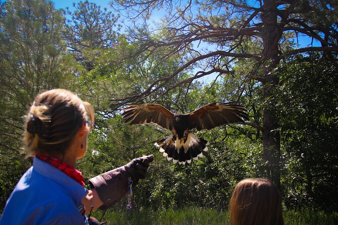 Colorado Springs Hands-On Falconry Class and Demonstration - Why this 90-minute class feels different