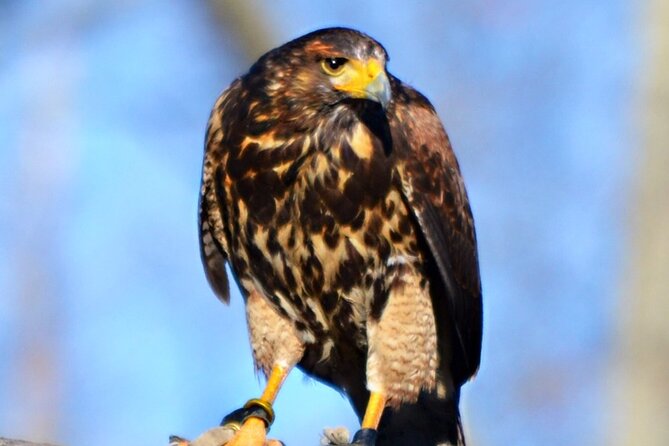 Colorado Springs Hands-On Falconry Class and Demonstration - How the guides shape the experience