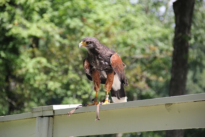 Colorado Springs Hands-On Falconry Class and Demonstration - Is $217.20 a fair price?