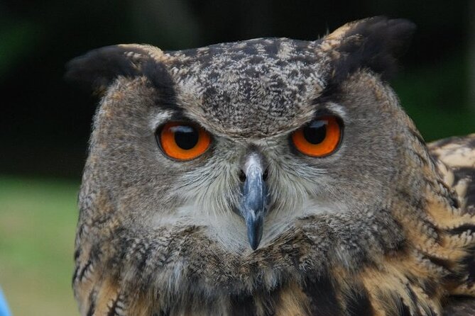 Colorado Springs Hands-On Falconry Class and Demonstration - Who will get the most from this class?