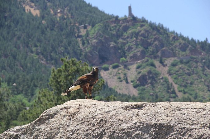 Colorado Springs Hands-On Falconry Class and Demonstration - Timing, transport, and practical details