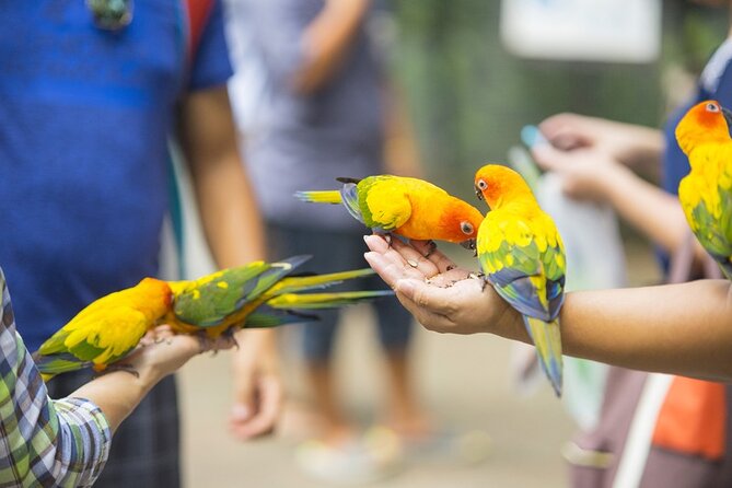 Colorful Species Of Birds - Key points at a glance