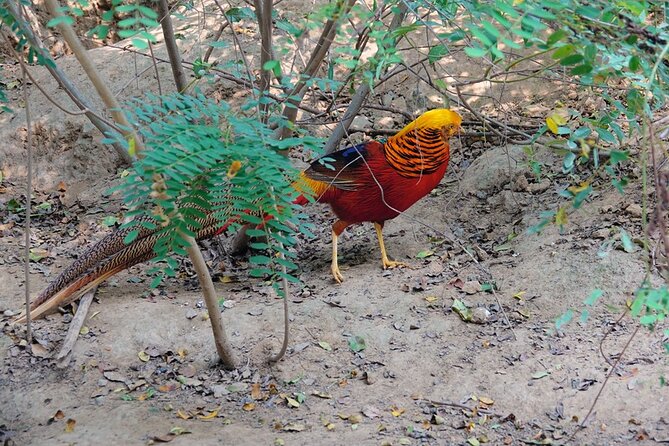Colorful Species Of Birds - What the $49 experience actually includes
