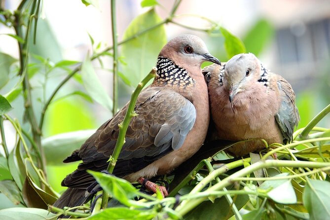 Colorful Species Of Birds - What to wear and bring