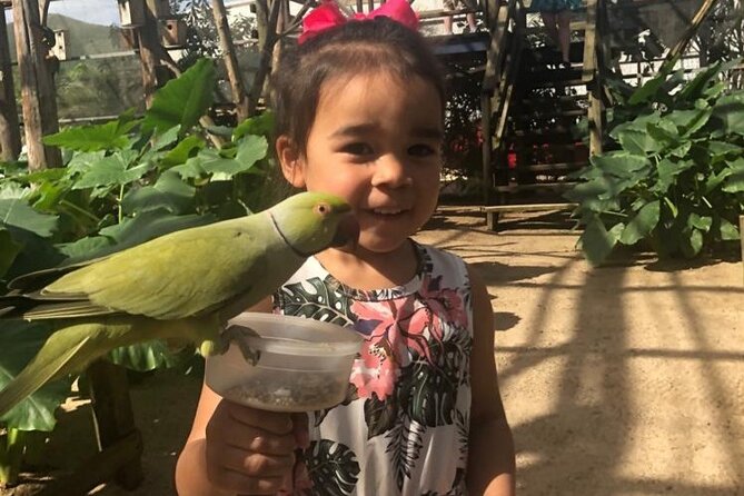 Colorful Species Of Birds - The minivan ride from Philipsburg