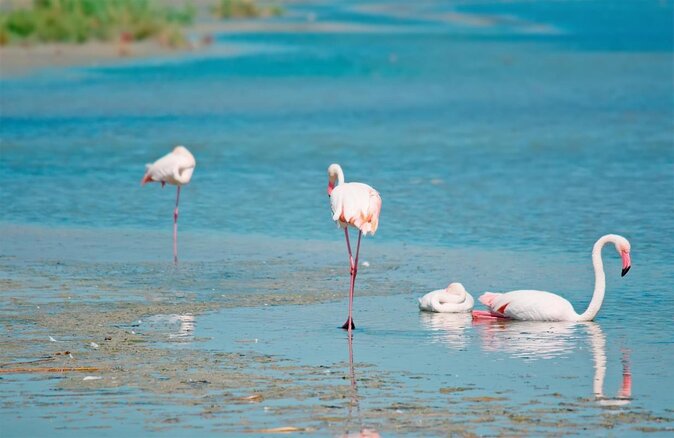 Combo: Cagliari Old Town and the Oasis of Flamingos - Why this Cagliari combination works
