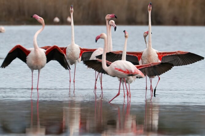 Combo: Cagliari Old Town and the Oasis of Flamingos - Bonaria closes the city loop