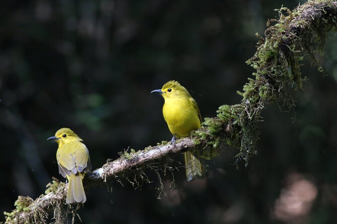 Dandeli Bird Photography Tour - Key points to know before you book