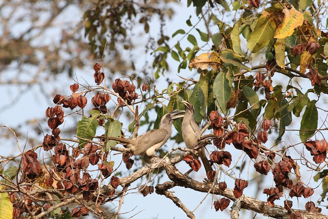 Dandeli Bird Photography Tour - What the feedback tells me about the experience