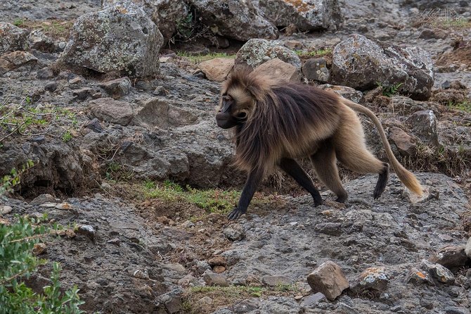 Day Trip From Addis Ababa See Historical Monastery,Stunning Nature,Animals,Birds - Debre Libanos and the story of Saint Tekle Haymanot