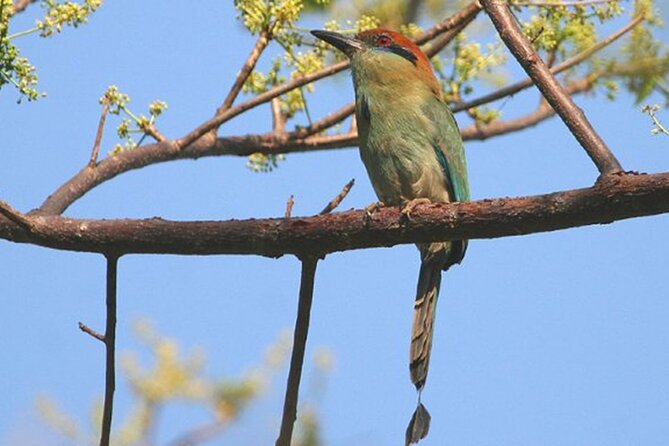 Desembocada and Ameca River Bird Paradise (Wetland and Tropical birds in PV) - Key points to know before booking