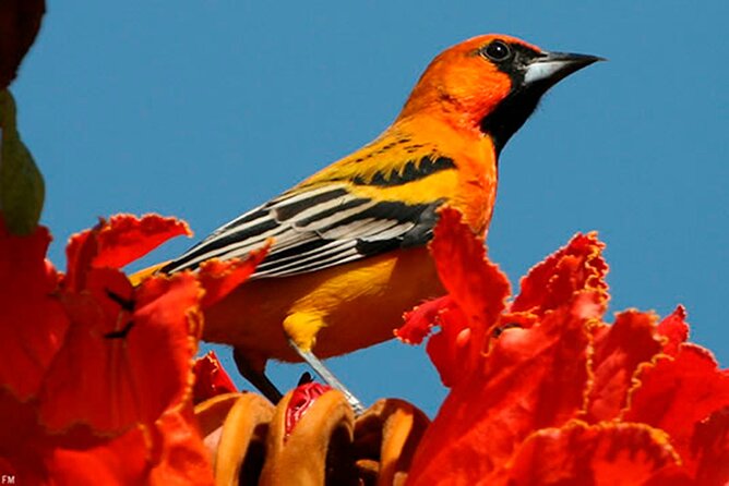 Desembocada and Ameca River Bird Paradise (Wetland and Tropical birds in PV) - Desembocada, where farmland meets bird habitat