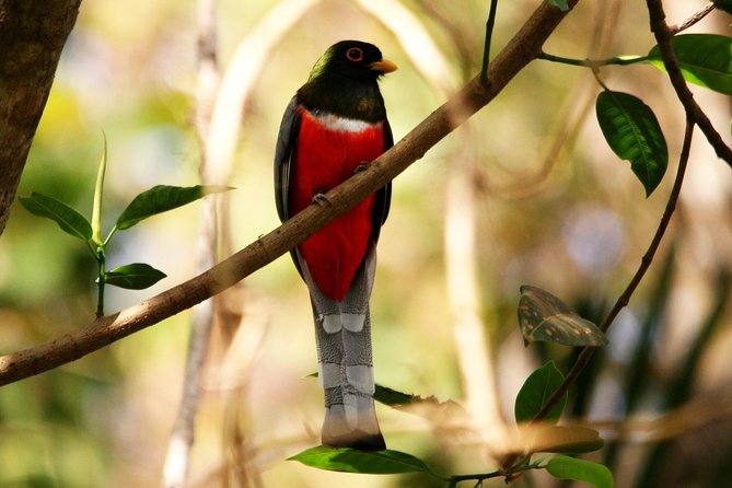 Desembocada and Ameca River Bird Paradise (Wetland and Tropical birds in PV) - What the guides add to the day