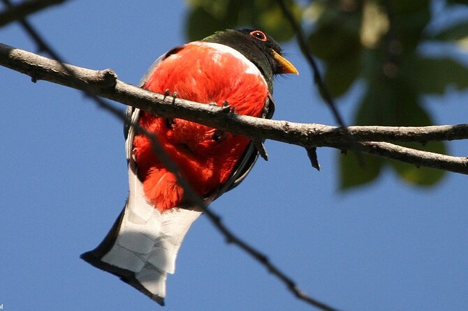 Desembocada and Ameca River Bird Paradise (Wetland and Tropical birds in PV) - Food, transport, and the seven-hour rhythm