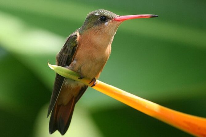 Desembocada and Ameca River Bird Paradise (Wetland and Tropical birds in PV) - Is the experience good value?