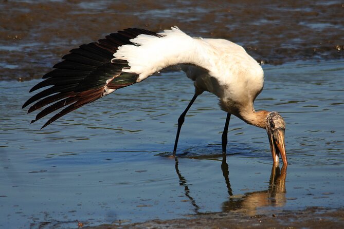 Desembocada and Ameca River Bird Paradise (Wetland and Tropical birds in PV) - Who should book this birding outing?