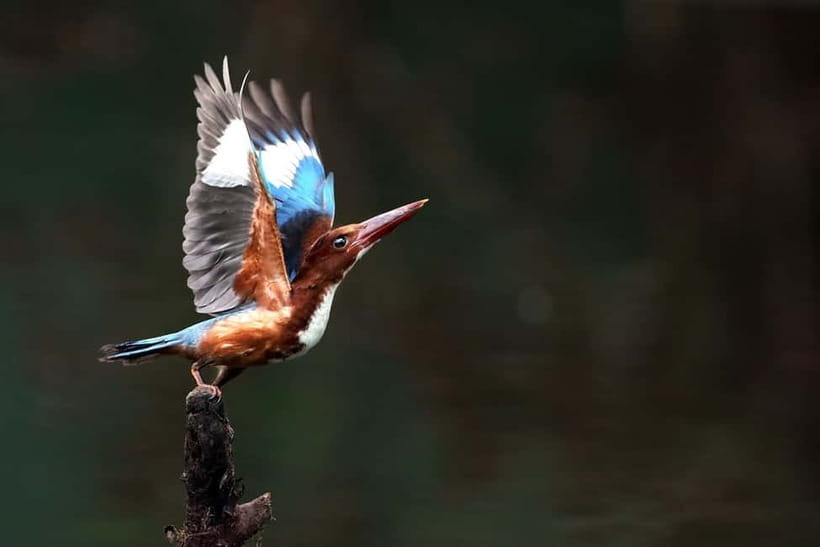 Discover Birding heaven at Sultanpur in a day from Delhi - Why Sultanpur works so well from Delhi